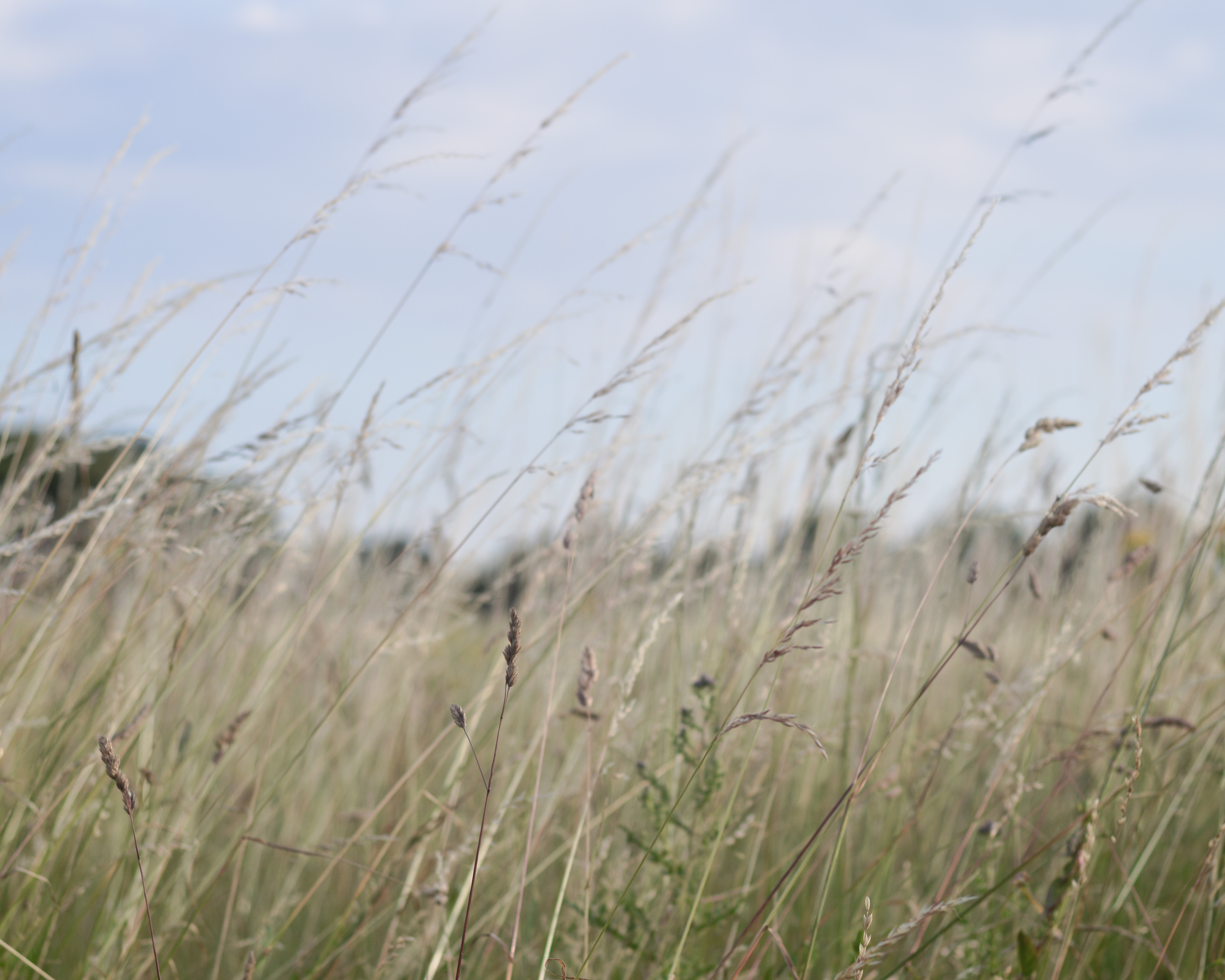 learning to manifest dreams